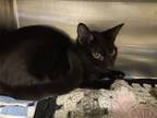 Adopt Secret a Domestic Short Hair