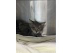 Adopt Jack a Domestic Short Hair