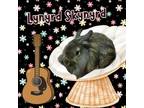 Adopt Lynrd Skynrd a Lionhead