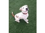 Adopt Zack a Pit Bull Terrier, Catahoula Leopard Dog