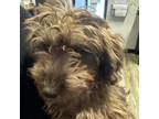 Adopt Easton a Yorkshire Terrier, Poodle