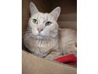 Adopt Milo a Domestic Short Hair