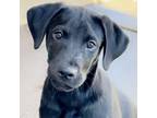 Adopt Gnocchi a Black Labrador Retriever, Mixed Breed