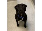 Adopt Oliver a Pit Bull Terrier, Mixed Breed