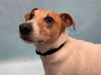 Adopt Fredie a Parson Russell Terrier, Mixed Breed