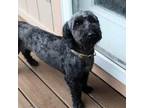 Adopt Teddy a Havanese, Poodle
