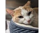 Adopt Coby a Domestic Short Hair