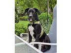 Adopt Rex a Great Dane, Black Labrador Retriever