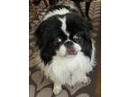 Adopt Freddie a Japanese Chin