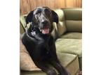 Adopt Tahoe a Labrador Retriever, Great Dane