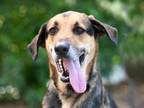 Adopt MAX a Black and Tan Coonhound