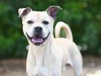 Adopt TATER a Black Mouth Cur