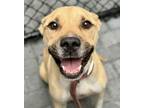 Adopt ALFREDO a Black Mouth Cur