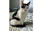 Adopt Petey a Domestic Short Hair