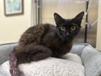 Adopt Flapjack a Domestic Short Hair