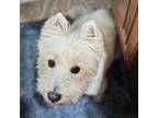 Adopt Biscuit 05-0711 a West Highland White Terrier / Westie