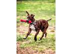 Adopt Hendrix Page Jessee a American Staffordshire Terrier, Pit Bull Terrier