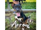 Adopt Arrow Bethea a German Shepherd Dog, Mixed Breed