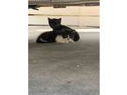 Adopt Lindale twins copy #1 a Domestic Short Hair