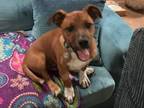 Adopt Oscar Meyer a Terrier