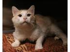 Adopt Nimbus a Domestic Medium Hair, Domestic Short Hair