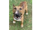 Adopt Swiss Cheese a Bull Terrier, Mixed Breed