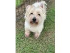 Adopt Oswald a West Highland White Terrier / Westie, Mixed Breed