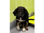 Adopt Seedling a Coonhound, Mixed Breed