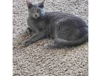 Adopt Jabara a Domestic Short Hair