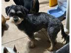 Adopt Jake in TX a Shih Tzu