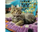Adopt Ozzy a Domestic Long Hair, Maine Coon
