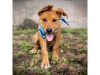 Adopt Stanley a Rhodesian Ridgeback