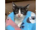 Adopt Wiggle Worm a Domestic Short Hair