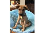 Adopt Ridge a German Shepherd Dog, Mixed Breed