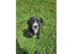 Adopt Jerry - Adoptable a Labrador Retriever, Mixed Breed