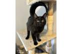 Adopt Ferb a Domestic Short Hair