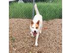 Adopt S Dog 2404-1596 a Labrador Retriever
