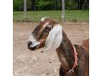 Adopt Kronk a Goat