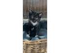 Adopt Lucca a Domestic Short Hair