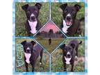 Adopt Bud CFS# 240034792 a Black Labrador Retriever, Pit Bull Terrier