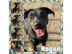 Adopt Rogan CFS 240025419 a Mountain Cur