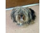 Adopt Ziggy CFS# 240035396 a Yorkshire Terrier
