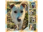 Adopt Dusty CFS 240034768 a Labrador Retriever