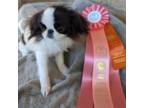 Japanese Chin Puppy for sale in Arroyo Grande, CA, USA