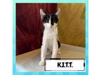 Adopt K. I. T. T. (Kitt) a Domestic Short Hair