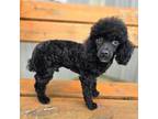 Poodle (Toy) Puppy for sale in Port Crane, NY, USA