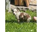 Australian Shepherd Puppy for sale in Billings, MO, USA