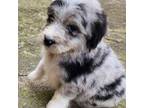 Aussiedoodle Puppy for sale in Mount Clare, WV, USA