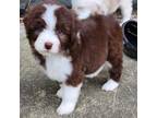 Aussiedoodle Puppy for sale in Mount Clare, WV, USA