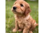 Goldendoodle Puppy for sale in Clarksville, MI, USA
